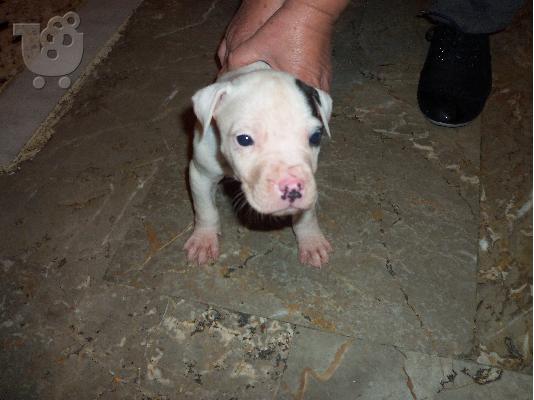 ΠΩΛΟΥΝΤΑΙ PITBULL